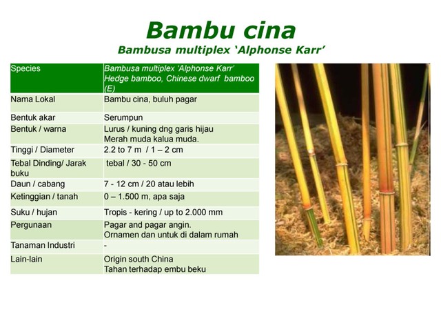 BNV-Katalog-Bambu-Hias13