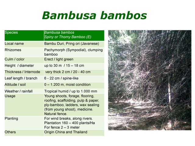 BAMBUSA-BAMBOS