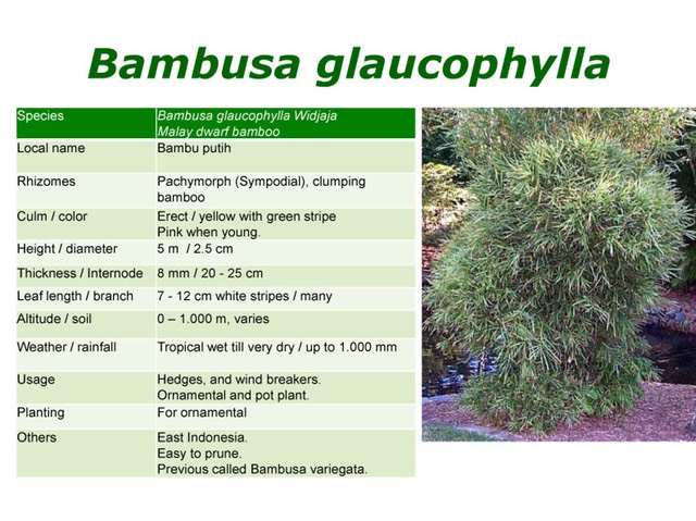 Bambusa Glaucophylla