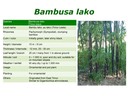 BAMBUSA-LAKO
